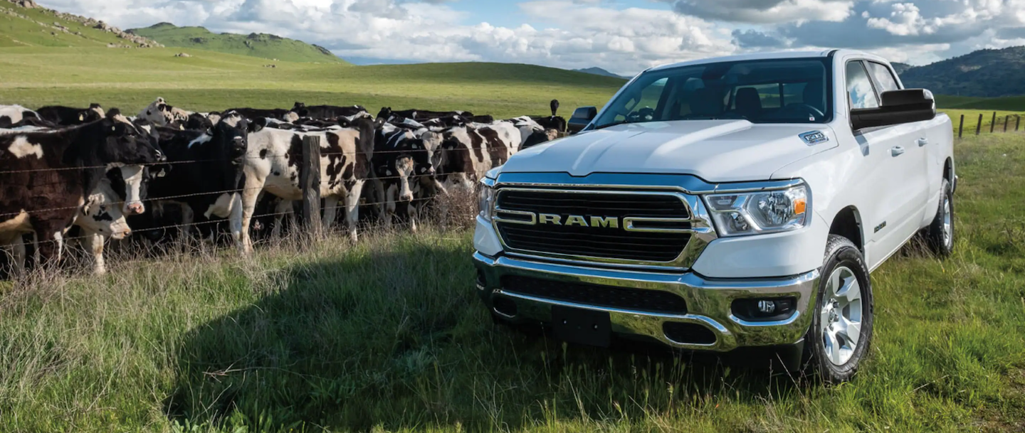 The 2021 RAM 1500 parked next to cows.